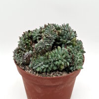Echeveria pulidonis cv. cristata