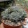 Echeveria pulidonis cv. cristata