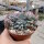 Echeveria pulidonis cv. cristata