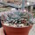 Echeveria pulidonis cv. cristata