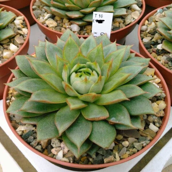 Graptoveria x  purpusorum