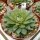 Graptoveria x  purpusorum