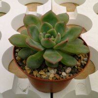 Echeveria x  lindsayana