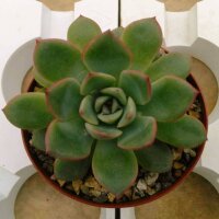 Echeveria x  lindsayana