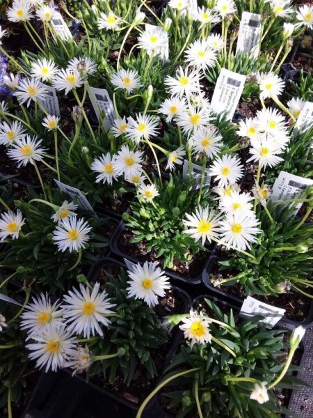 Bergeranthus jamesii v. albiflora (dw)