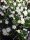 Bergeranthus jamesii v. albiflora (dw)