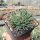Bergeranthus jamesii v. albiflora (dw)
