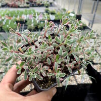 Sedum spurium  Tricolor