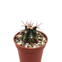 Ferocactus gracilis Santa Ines, BC, Mexico