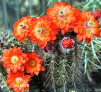 Echinocereus polyacanthus