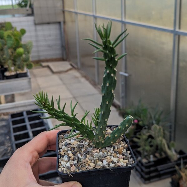 Cylindropuntia viridiflora (dw)