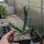 Cylindropuntia viridiflora (dw)