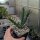 Cylindropuntia viridiflora (dw)