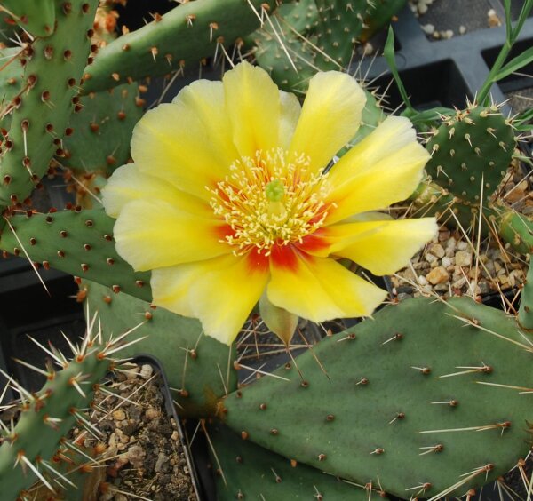 Opuntia engelmannii (dw)