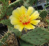 Opuntia engelmannii (dw)