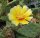 Opuntia engelmannii (dw)