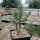 Cylindropuntia imbricata x spinosior (dw)
