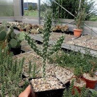 Cylindropuntia Mix (dw)