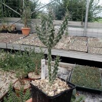 Cylindropuntia Mix (dw)
