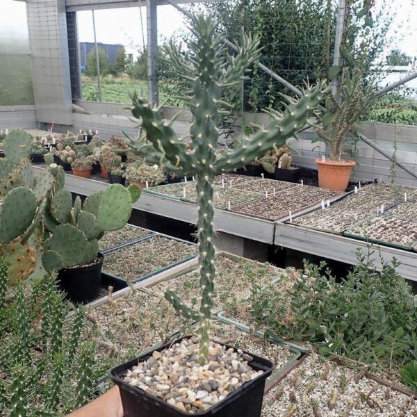 Cylindropuntia imbricata x viridiflora (dw)