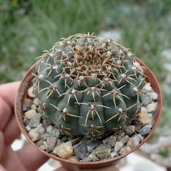 Gymnocalycium quehlianum-Hybr.