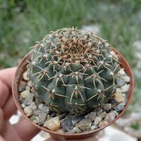 Gymnocalycium quehlianum-Hybr.