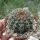 Gymnocalycium quehlianum-Hybr.