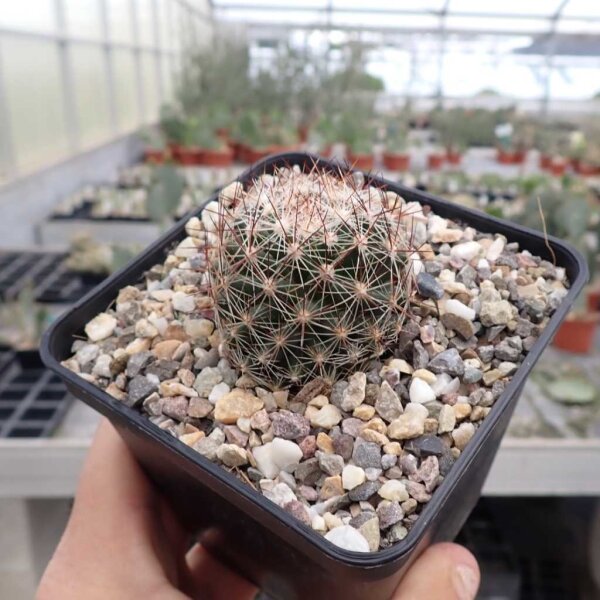 Escobaria vivipara (dw)