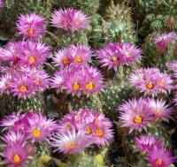 Escobaria vivipara (dw)