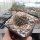 Escobaria vivipara (dw)