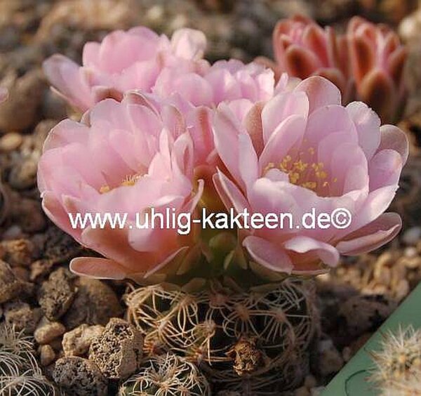 Gymnocalycium bruchii