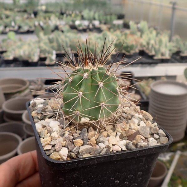 Echinocereus triglochidiatus Santa Fe, NM, USA (dw)