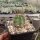 Echinocereus triglochidiatus Santa Fe, NM, USA (dw)