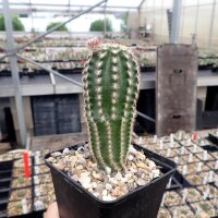 Echinocereus reichenbachii v. castanea (dw)