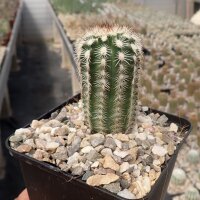 Echinocereus reichenbachii v. castanea (dw)