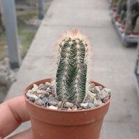 Echinocereus reichenbachii v. baileyi (dw)