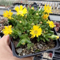 Delosperma congestum cv. Annemarie (dw)