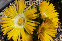 Delosperma congestum cv. Annemarie (dw)