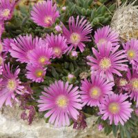 Delosperma dyeri cv. Typ Schleipfer (dw)