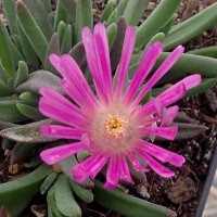 Delosperma dyeri cv. Typ Schleipfer (dw)