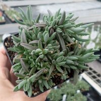 Delosperma dyeri cv. Typ Schleipfer (dw)
