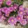Delosperma dyeri cv. Typ Schleipfer (dw)
