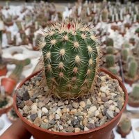 Echinocereus viridiflorus  ssp. chloranthus v. blumii DU 042