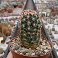 Echinocereus viridiflorus  ssp. chloranthus v. blumii DU 042
