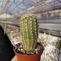 Echinocereus pectinatus Arbolitos, SLP, Mexiko