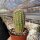 Echinocereus pectinatus Arbolitos, SLP, Mexiko