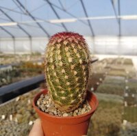 Echinocereus pectinatus ssp.rutowiorum DU 028