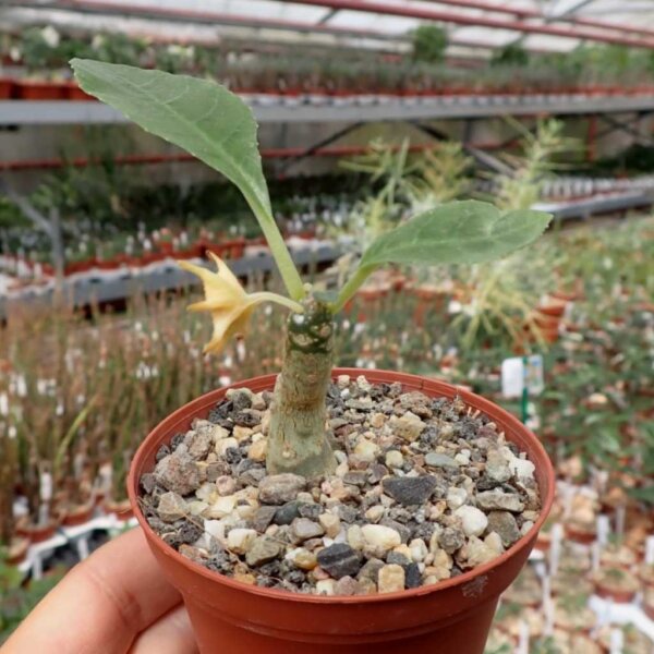 Dorstenia foetida f. verde