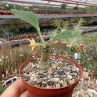 Dorstenia foetida f. verde