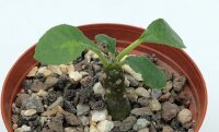 Dorstenia foetida f. verde